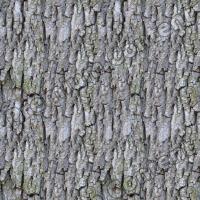 Seamless Bark 0007